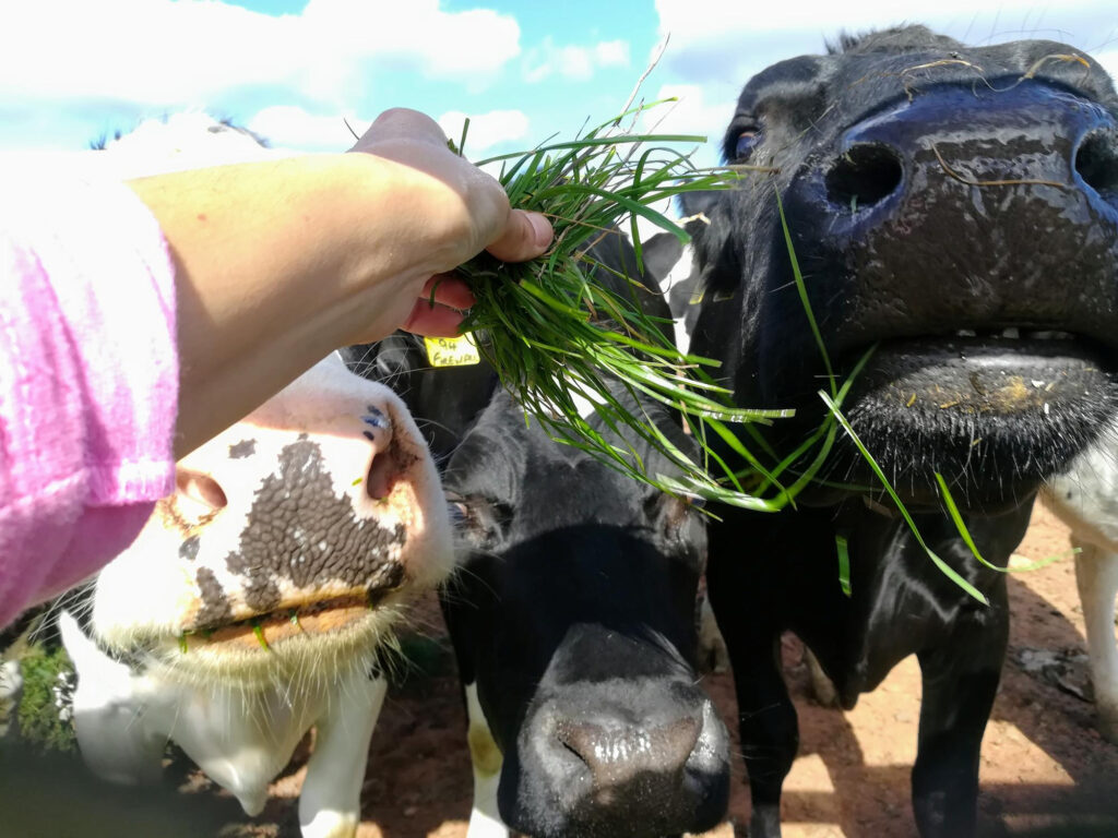 ¿Cómo el bienestar animal se está convirtiendo en un criterio clave para los consumidores responsables?